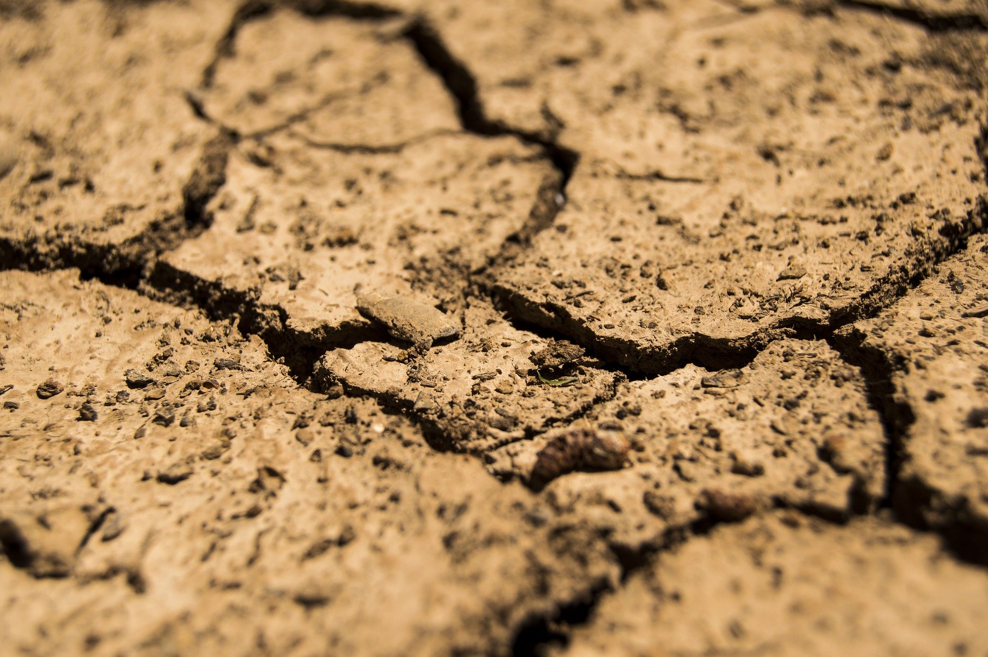 A close-up of cracked mud.