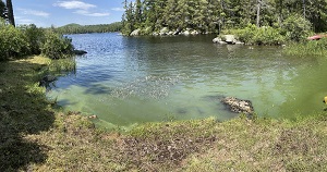 a green cyanobacteria bloom on the water