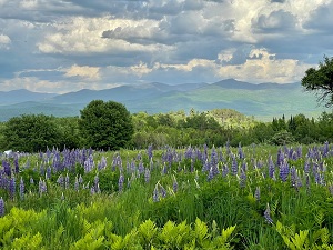 A field of lupines with tree covered hills in the background under a hazy sky with clouds overhead.
